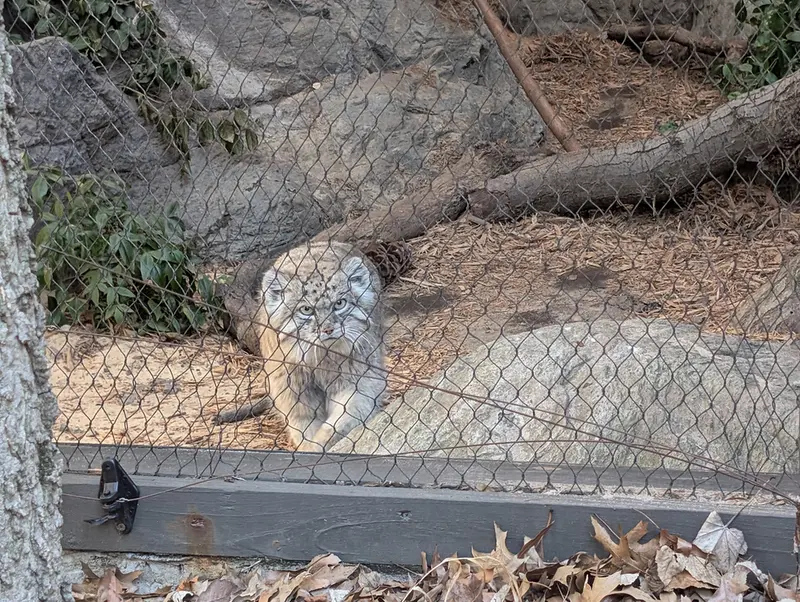 A photograph of Batu in Prospect Park Zoo