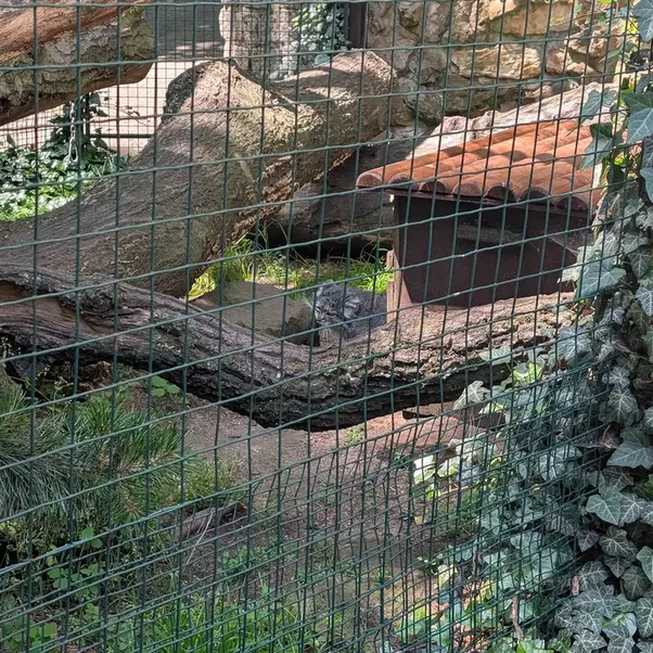 A photograph of Siberian girl in Chomutov Zoo