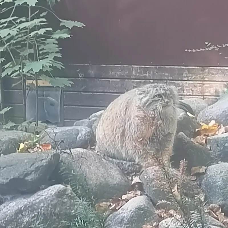 A photograph of Bozenka in Poznan New Zoo