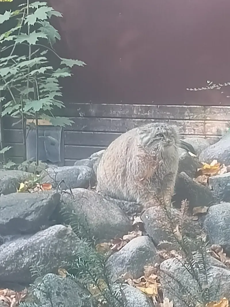 A photograph of Bozenka in Poznan New Zoo