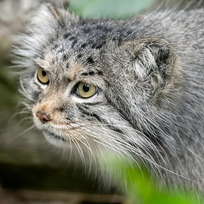 A photograph of Qara in The Big Cat Sanctuary