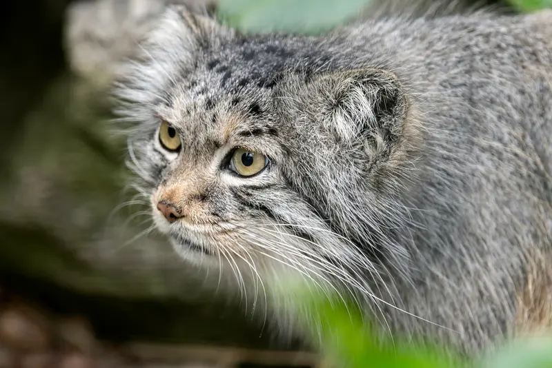 A photograph of Qara in The Big Cat Sanctuary