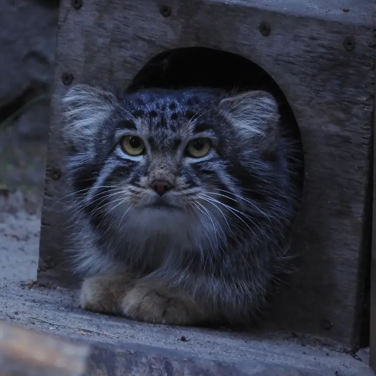 A photograph of Mensu in Novosibirsk Zoo