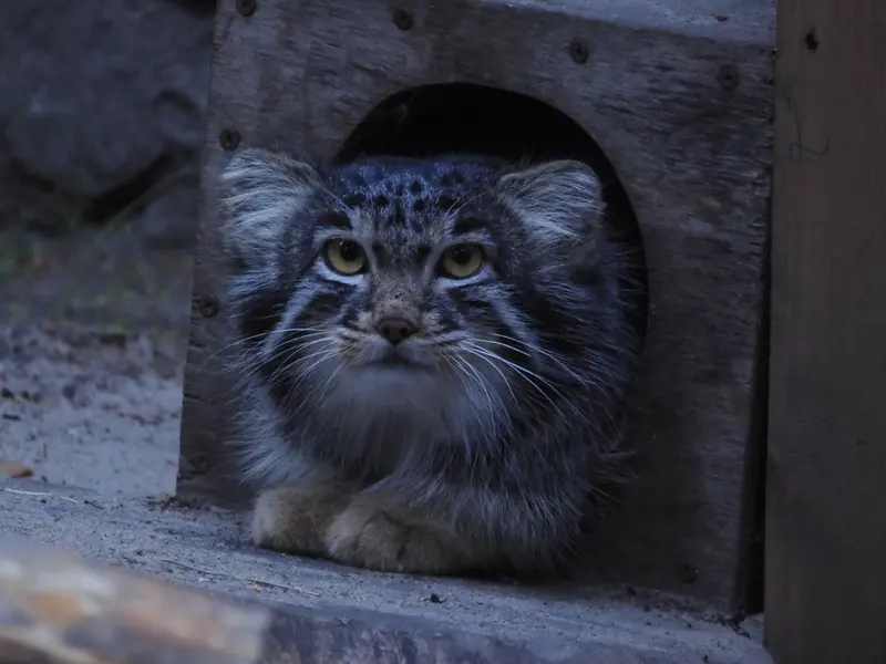 A photograph of Mensu in Novosibirsk Zoo
