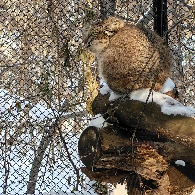 A photograph of George in Novosibirsk Zoo