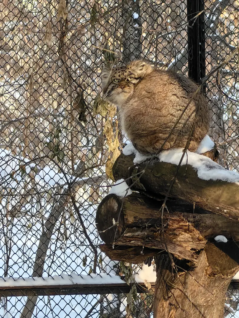 A photograph of George in Novosibirsk Zoo