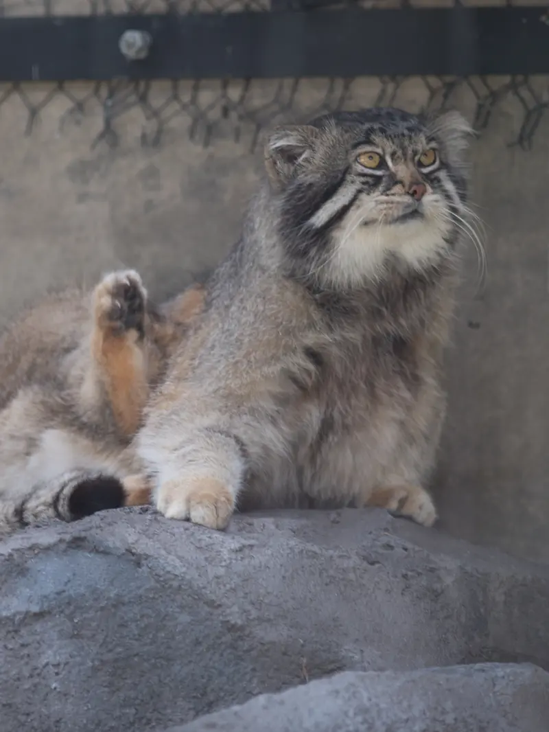 A photograph of Grusha in Asahiyama Zoo