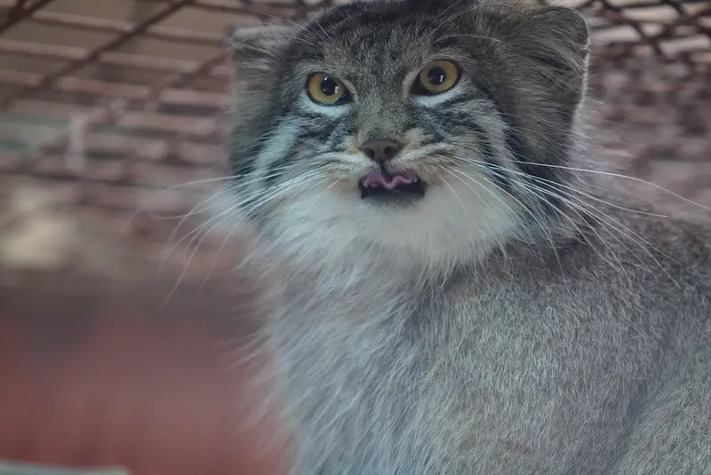 A photograph of a Pallas's cat