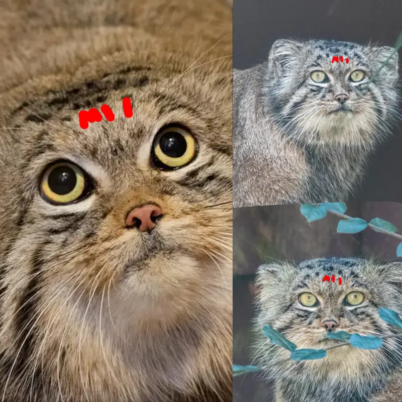 A photograph of a Pallas's cat
