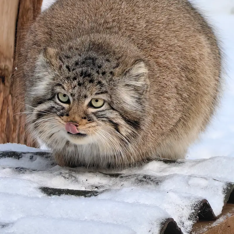 A photograph of Daughter of Eve 2023 Ⅲ in Novosibirsk Zoo