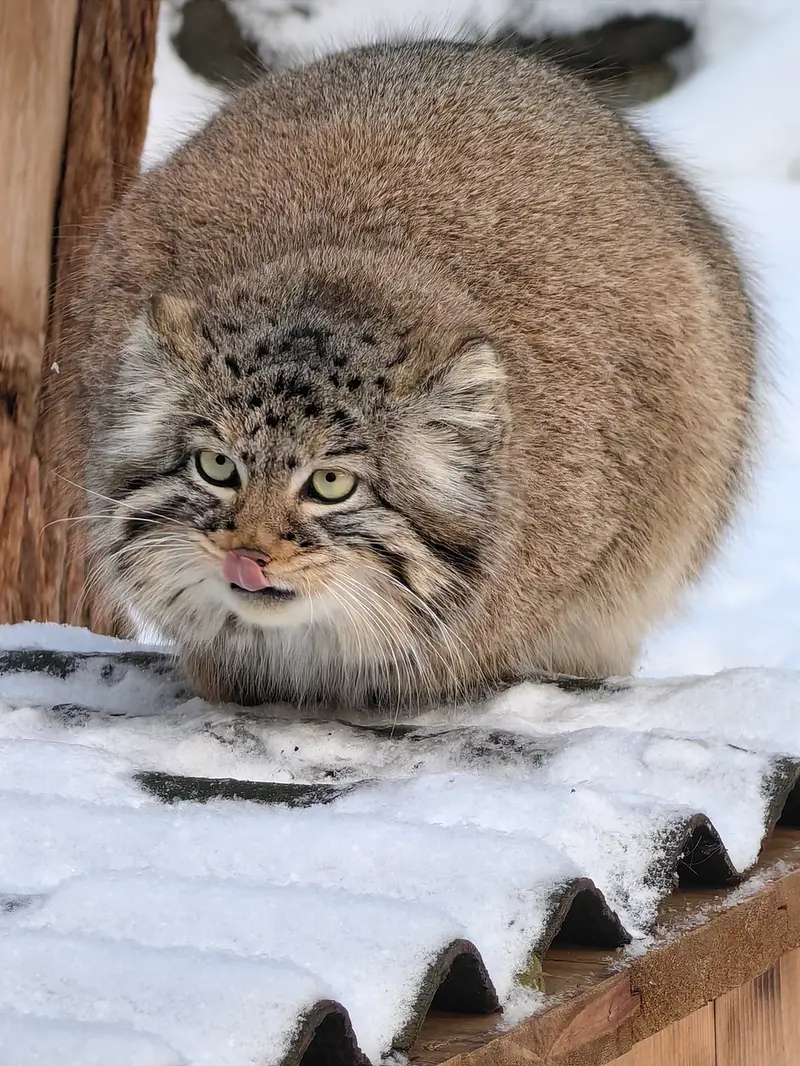 A photograph of Daughter of Eve 2023 Ⅲ in Novosibirsk Zoo