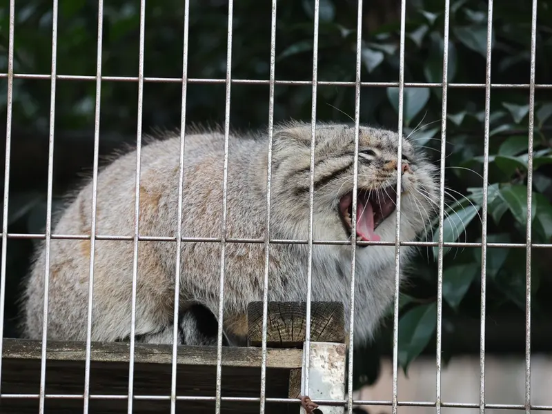 A photograph of Eru in Higashiyama Zoo and Botanical Gardens