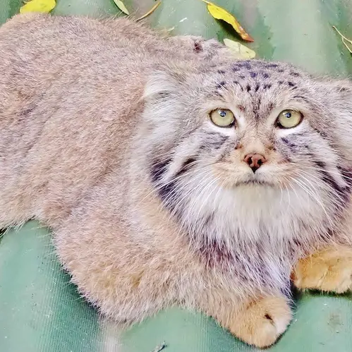A photograph of Khan in Novosibirsk Zoo