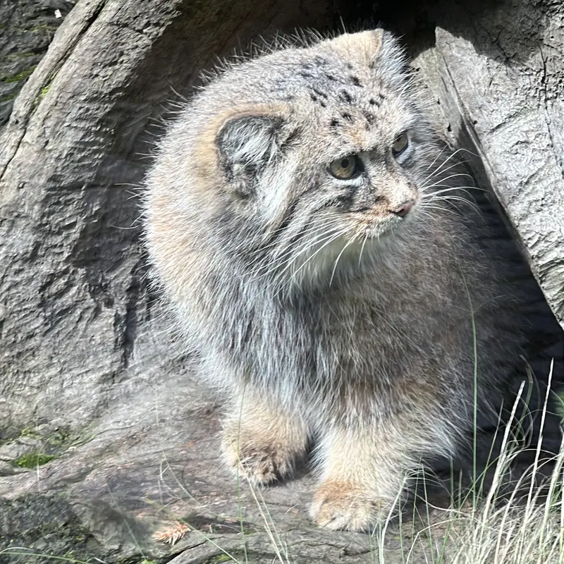 A photograph of Zarina in Wrocław Zoo