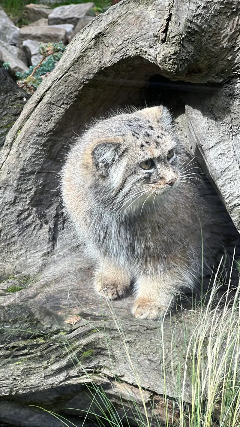 A photograph of Zarina in Wrocław Zoo
