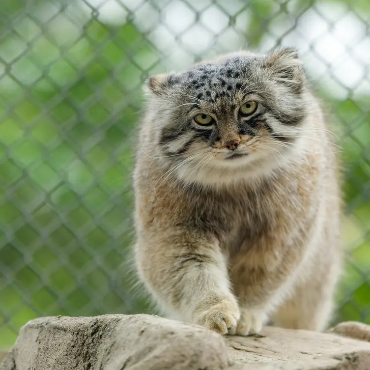 A photograph of Lotos in Saitama Children's Zoo