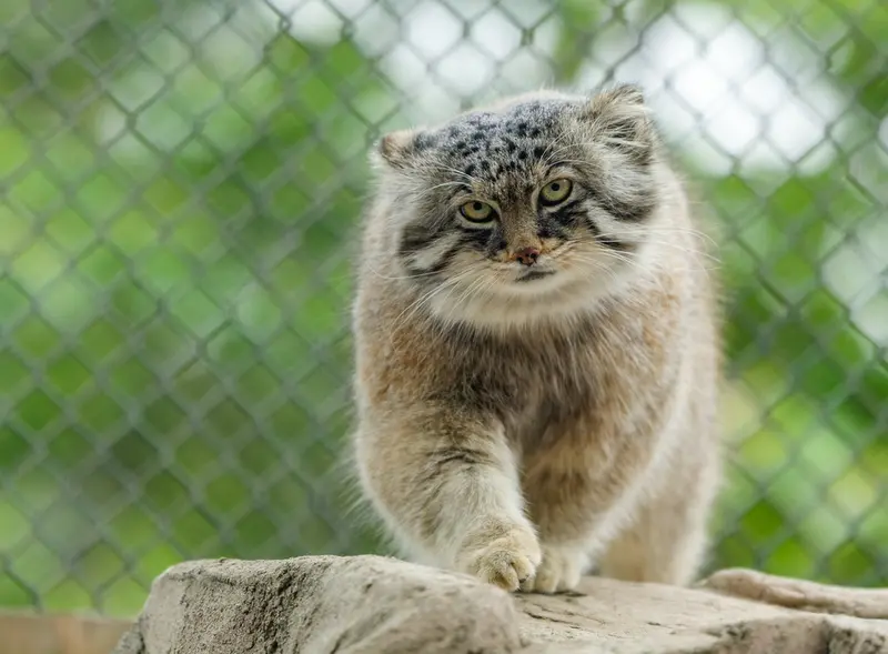A photograph of Lotos in Saitama Children's Zoo