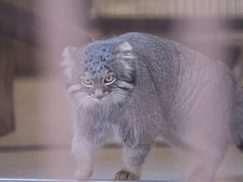 A photograph of Figa in Nogeyama Zoo