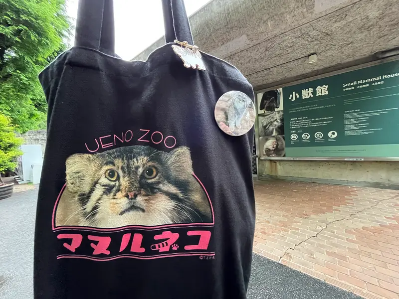 A photograph of a Pallas's cat in Ueno Zoological Gardens
