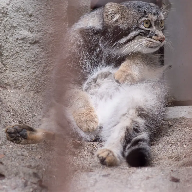 A photograph of Figa in Nogeyama Zoo