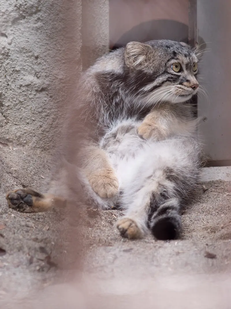 A photograph of Figa in Nogeyama Zoo