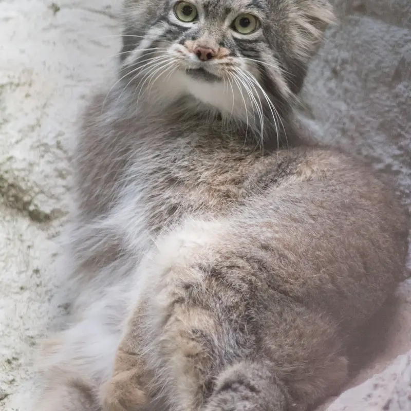 A photograph of Figa in Nogeyama Zoo