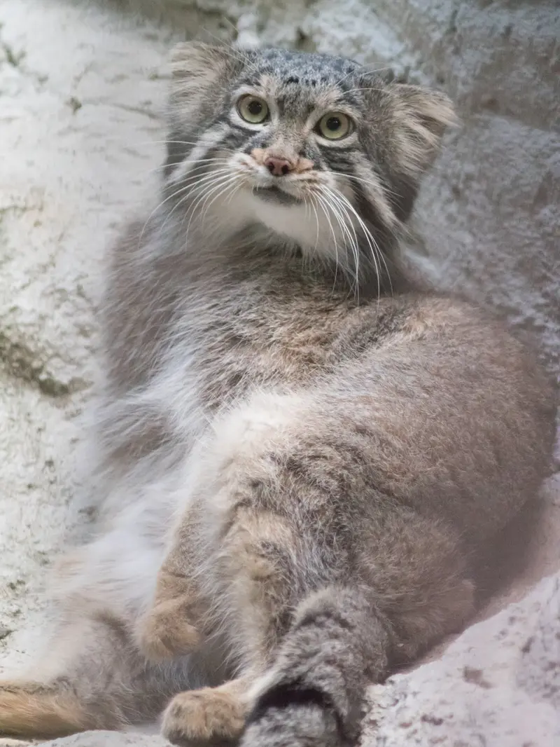 A photograph of Figa in Nogeyama Zoo