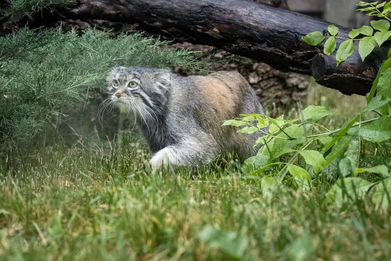 A photograph of Timofey in Moscow zoo