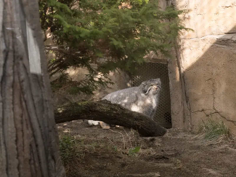 A photograph of Nagomu in Nasu Animal Kingdom