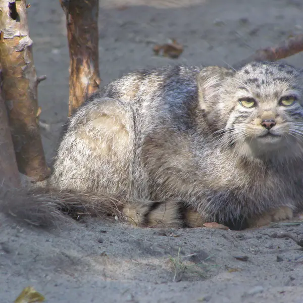 A photograph of a Pallas's cat in Novosibirsk Zoo
