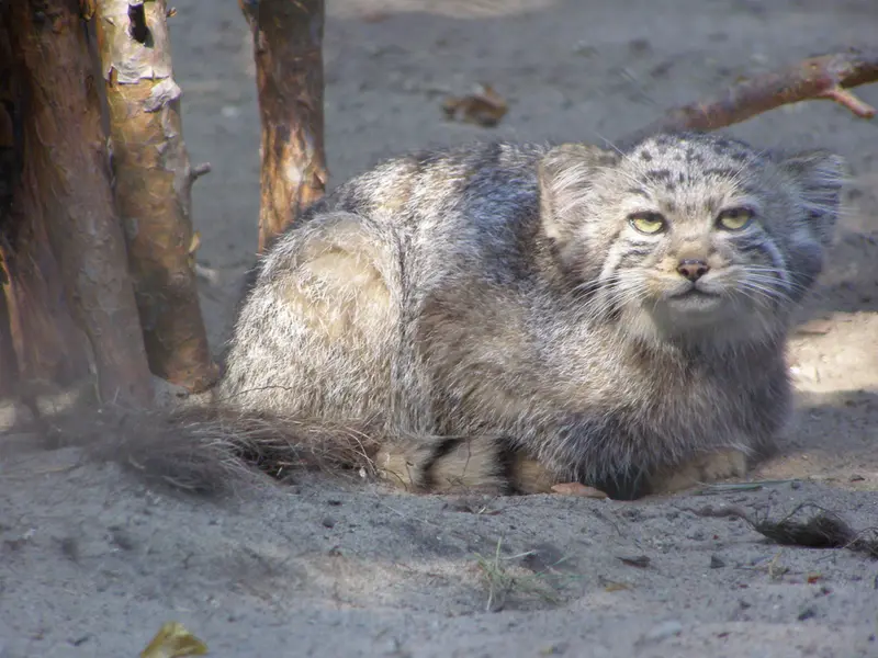 A photograph of a Pallas's cat in Novosibirsk Zoo