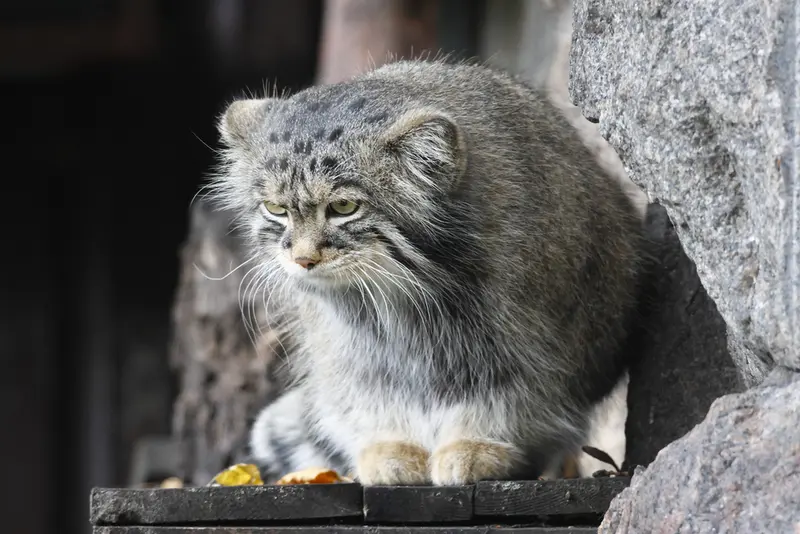 A photograph of a Pallas's cat