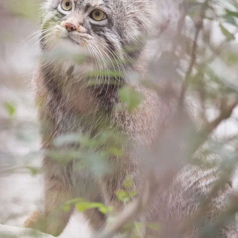 A photograph of Figa in Nogeyama Zoo