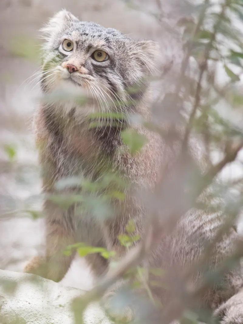 A photograph of Figa in Nogeyama Zoo