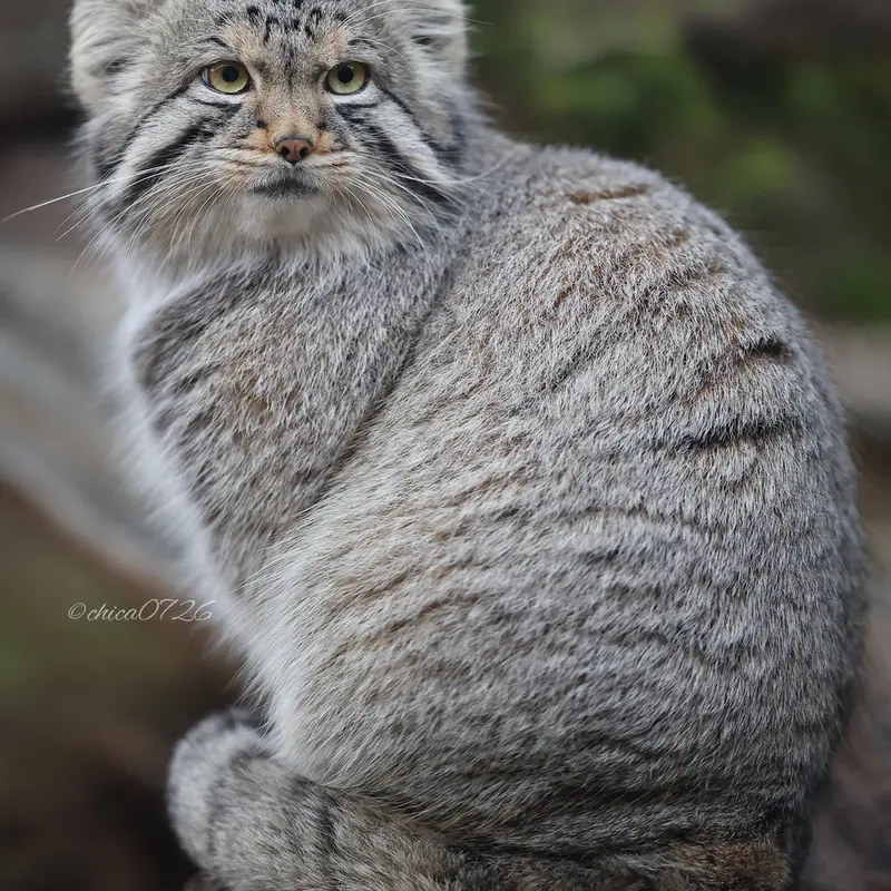 A photograph of a Pallas's cat in Nasu Animal Kingdom