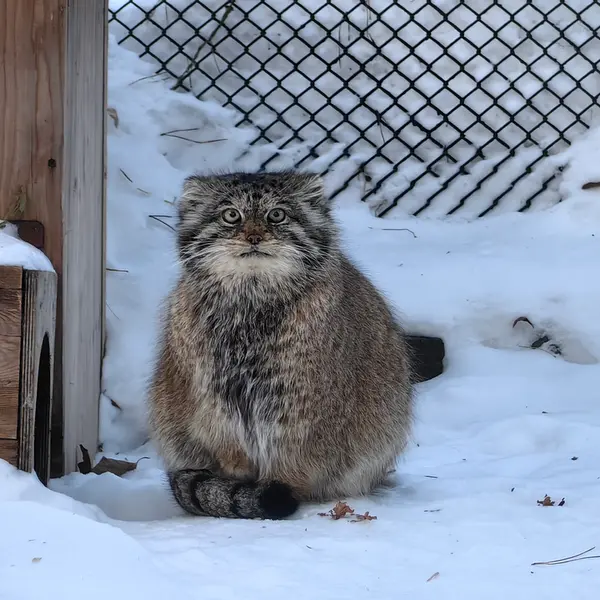 A photograph of Lastochka in Novosibirsk Zoo