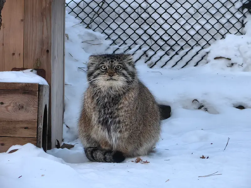 A photograph of Lastochka in Novosibirsk Zoo