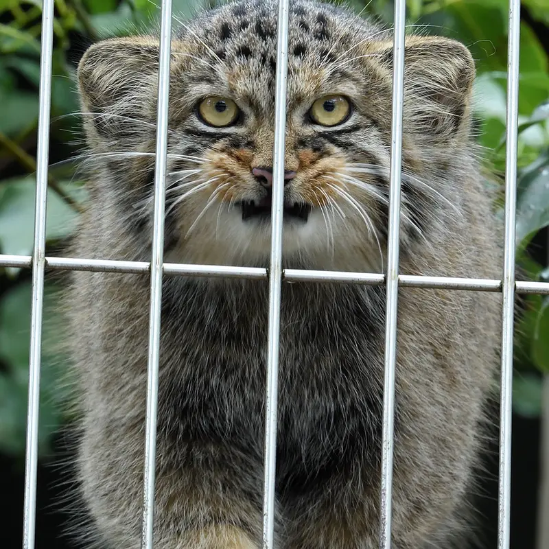A photograph of a Pallas&#039;s cat in Higashiyama Zoo and Botanical Gardens