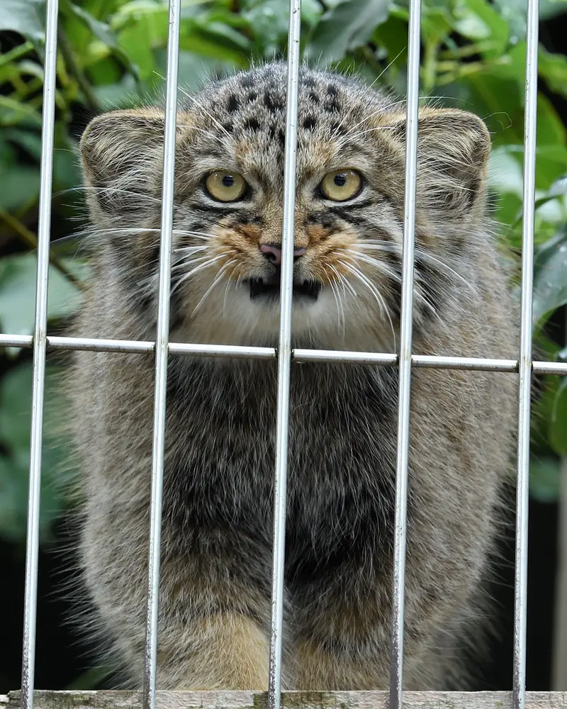 A photograph of a Pallas&#039;s cat in Higashiyama Zoo and Botanical Gardens