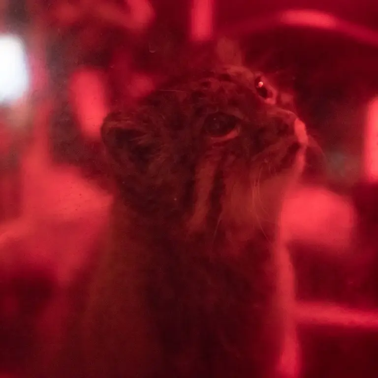 A photograph of Naim in Ueno Zoological Gardens