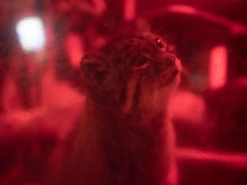 A photograph of Naim in Ueno Zoological Gardens