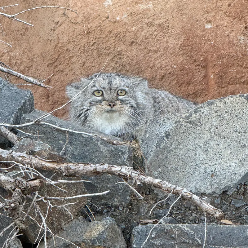 A photograph of Prinsessa in Prague Zoo