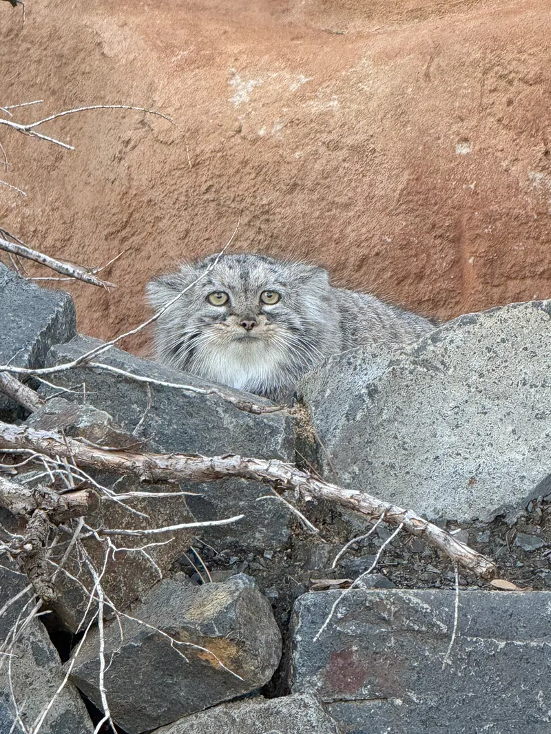 A photograph of Prinsessa in Prague Zoo