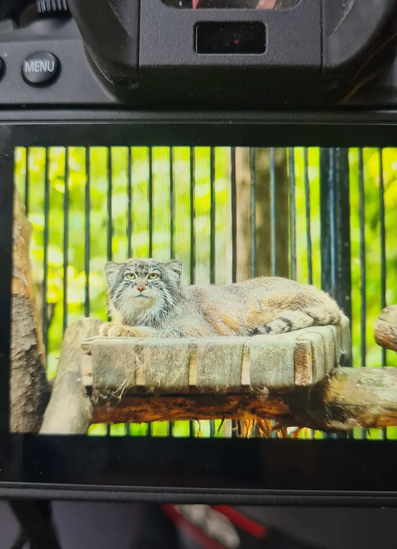 A photograph of a Pallas's cat