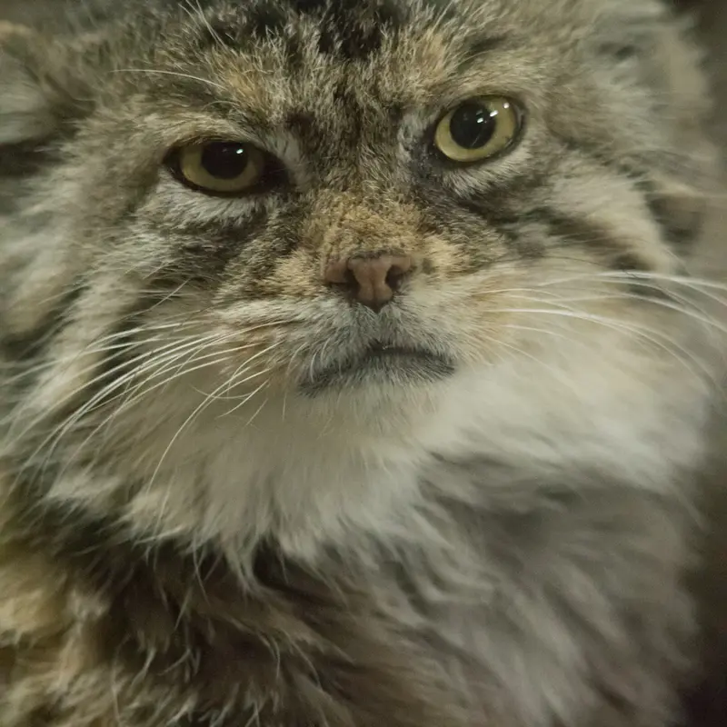 A photograph of Primula in Ueno Zoological Gardens