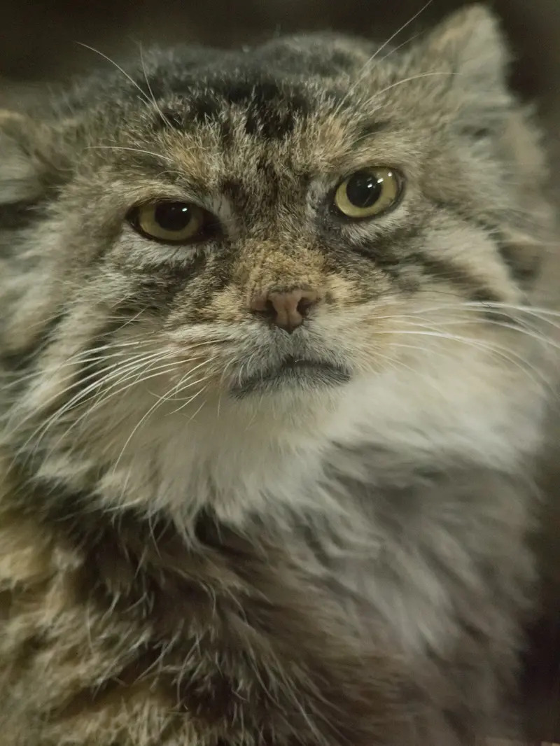 A photograph of Primula in Ueno Zoological Gardens