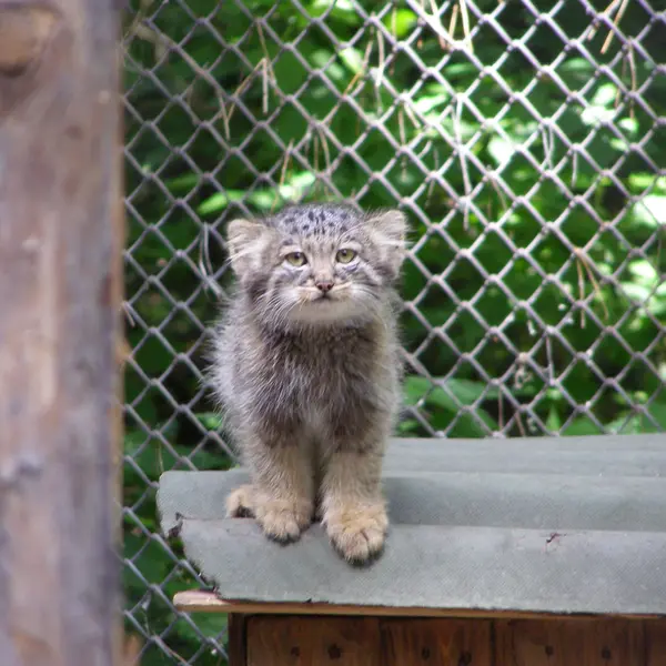 A photograph of a Pallas's cat in Novosibirsk Zoo