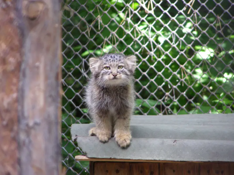 A photograph of a Pallas's cat in Novosibirsk Zoo