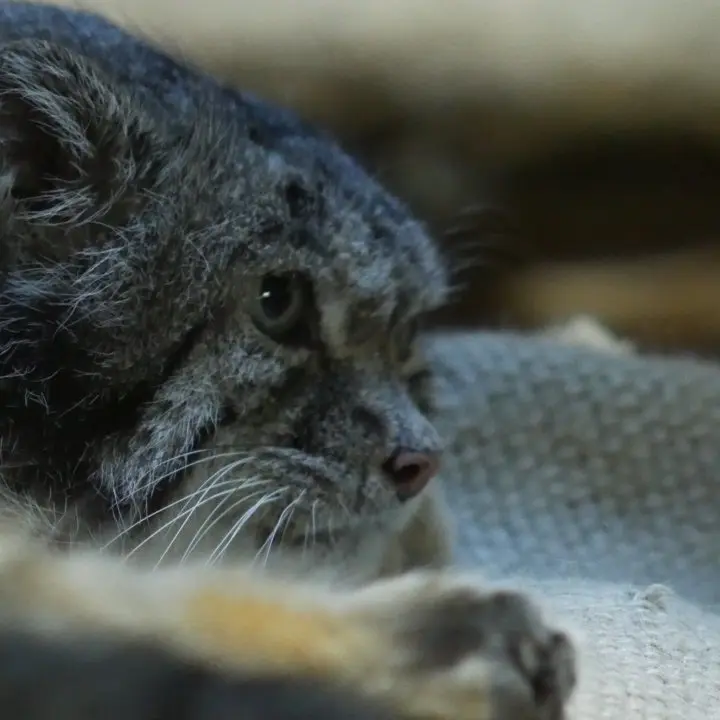 A photograph of Klyon in Ueno Zoological Gardens