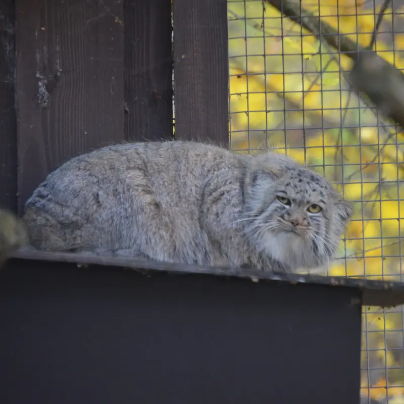 A photograph of Aysen in Košice Zoo
